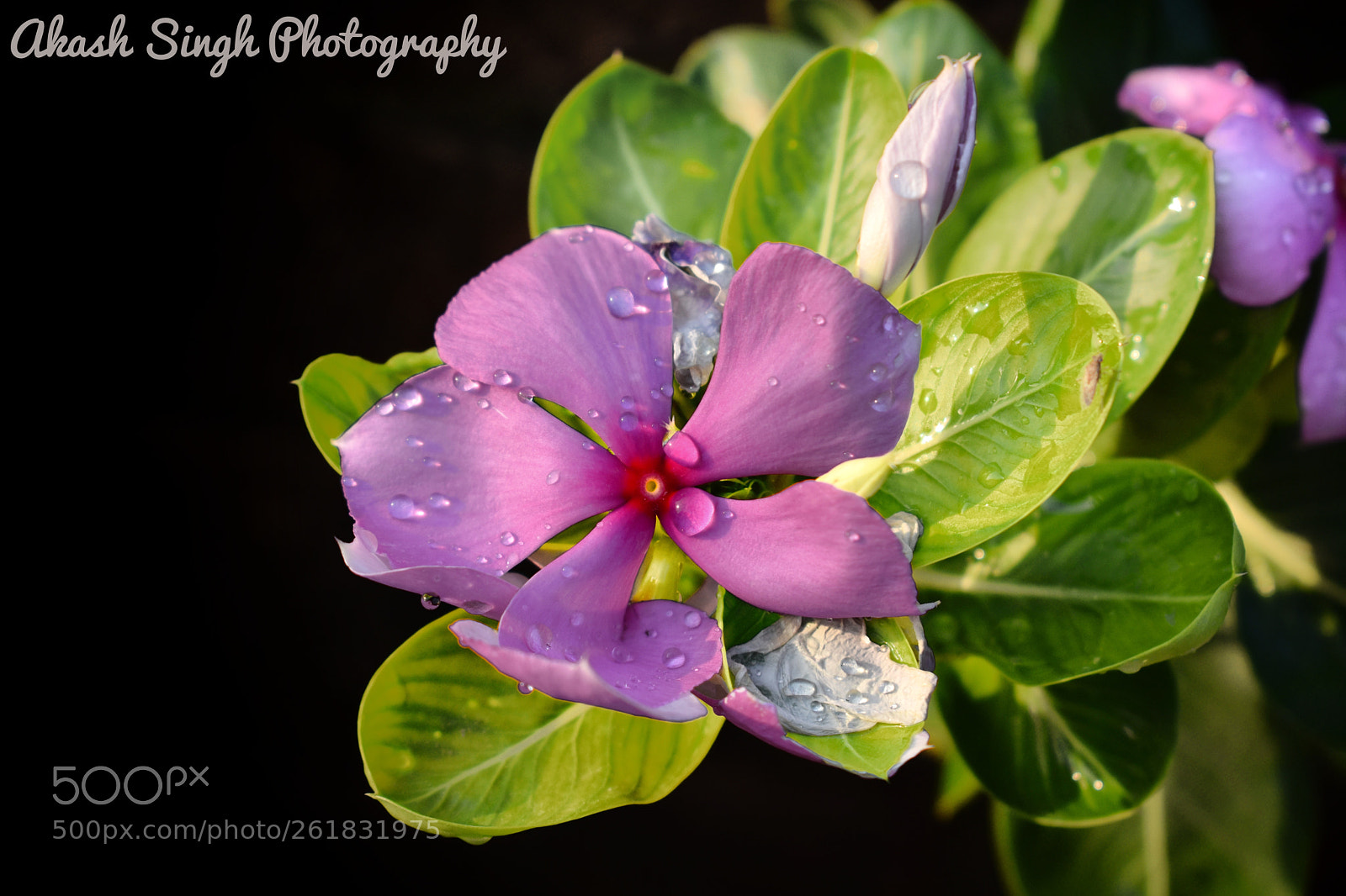 Nikon D3400 sample photo. Akash singh photography pictures photography