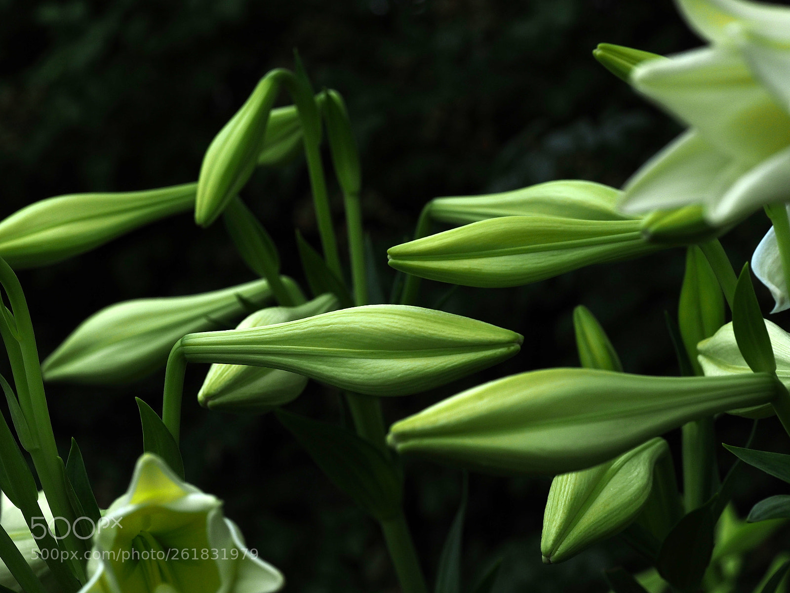 Olympus OM-D E-M1 sample photo. White lilys photography