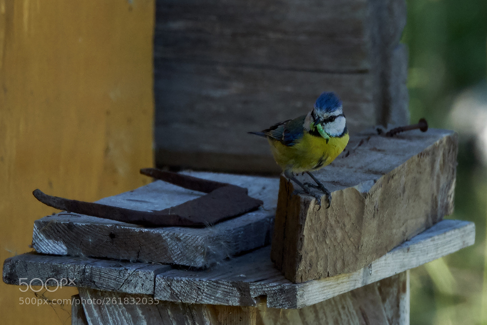 Fujifilm X-T2 sample photo. For breakfast photography