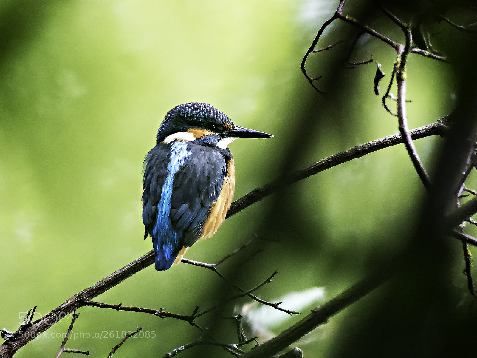 Panasonic Lumix DC-G9 sample photo. "kingfisher!" photography
