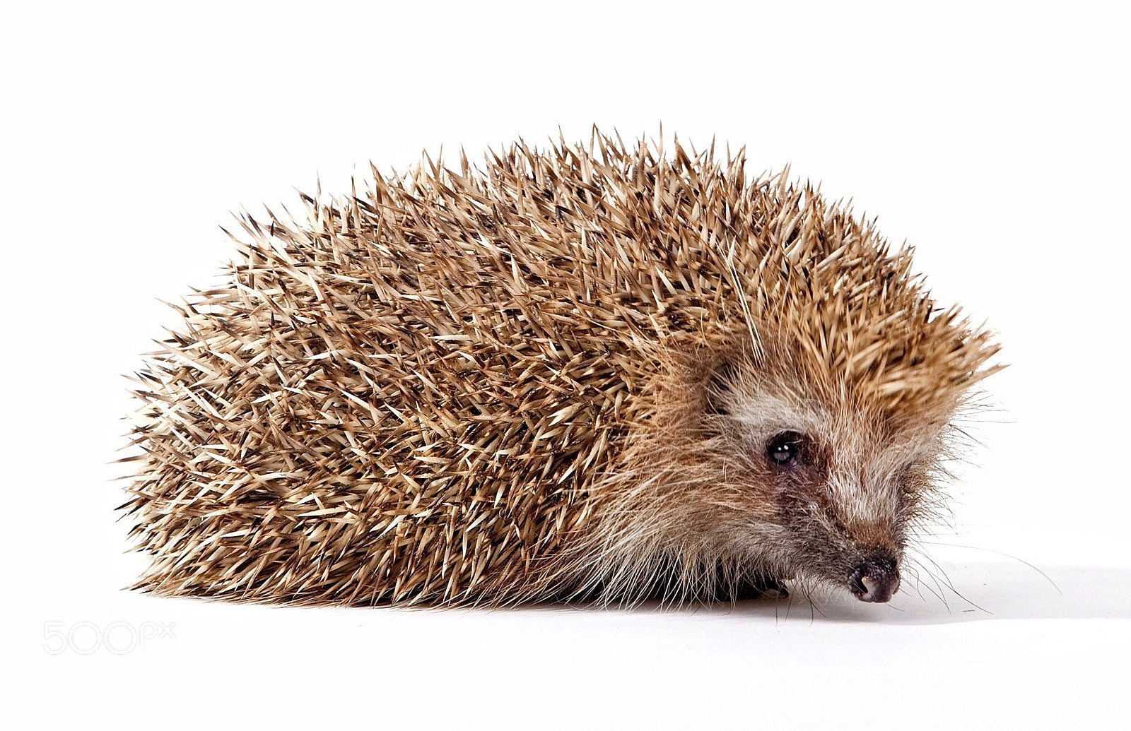 Canon EOS 5D Mark II sample photo. Hedgehog (erinaceus europaeus) photography