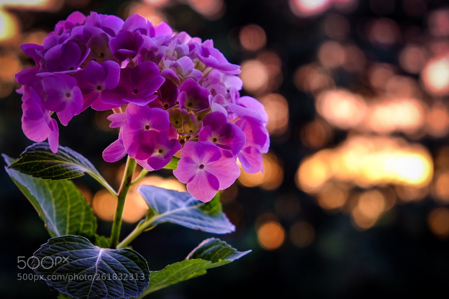 Fujifilm X-T20 sample photo. Untitled photography