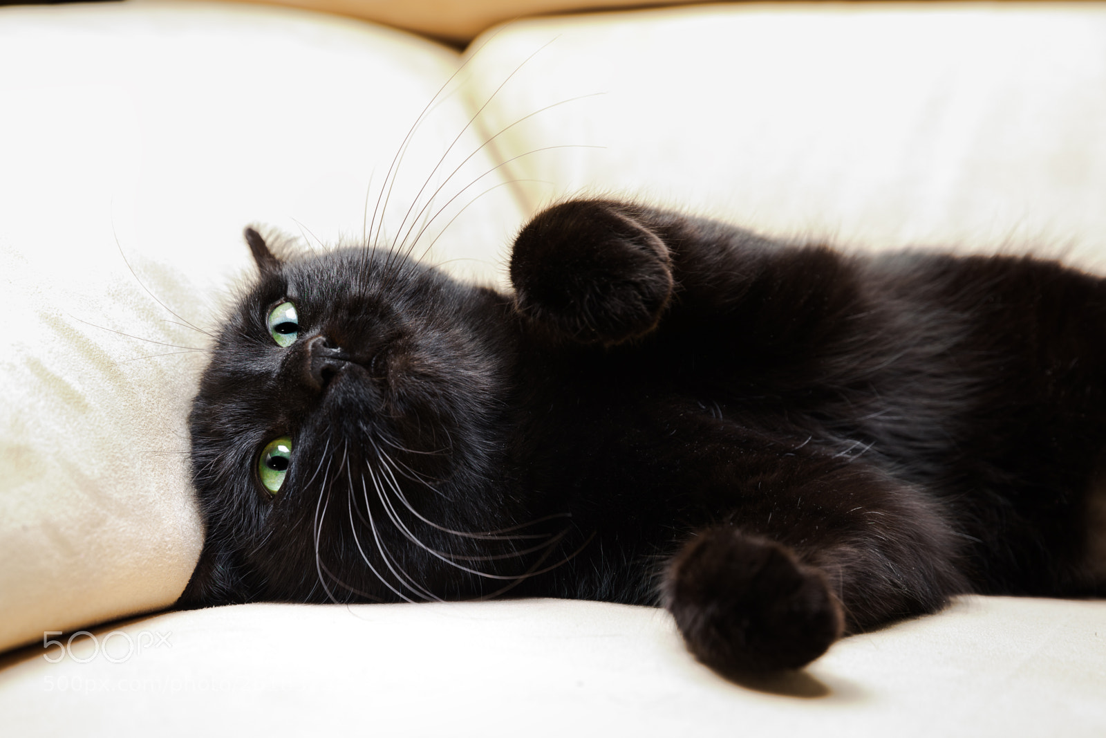 Canon EOS 5D Mark IV sample photo. Black cat state of photography