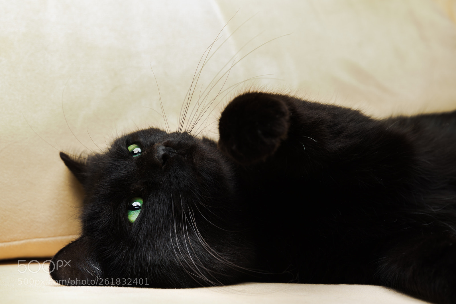 Canon EOS 5D Mark IV sample photo. Black cat attack photography