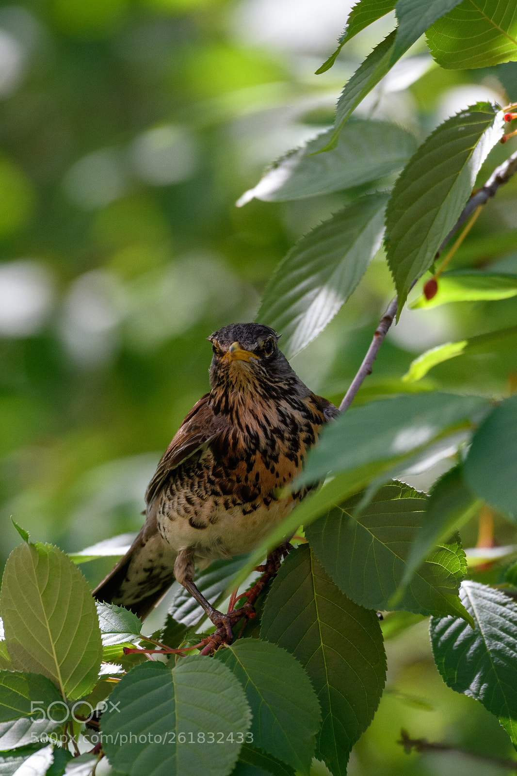 Nikon D500 sample photo. In the three photography