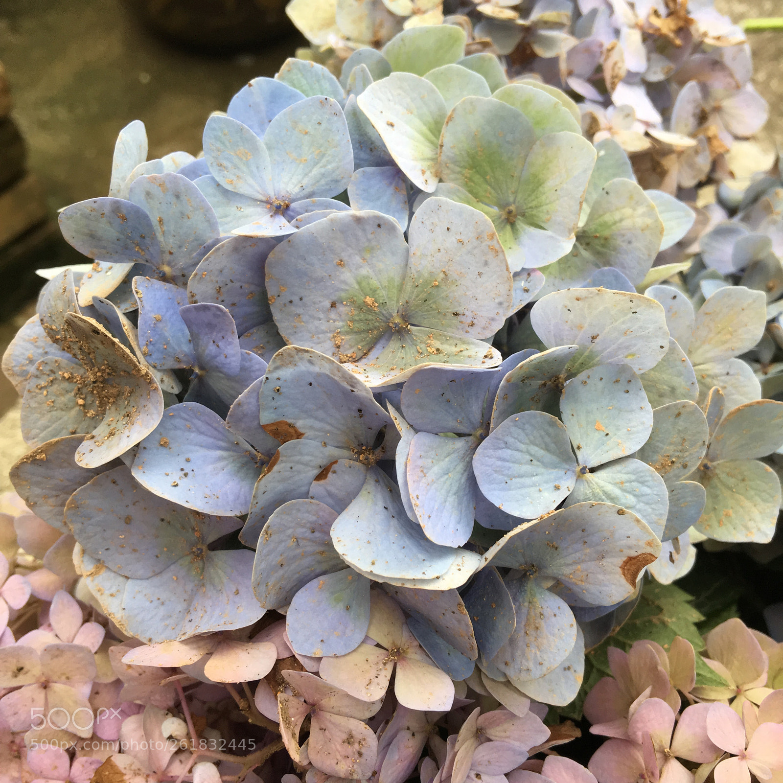 Apple iPhone 6s Plus sample photo. 但凡未得到，但凡已失去， photography