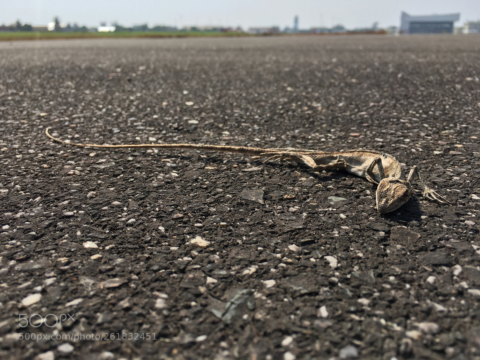 Apple iPhone 6s sample photo. Died lizard photography