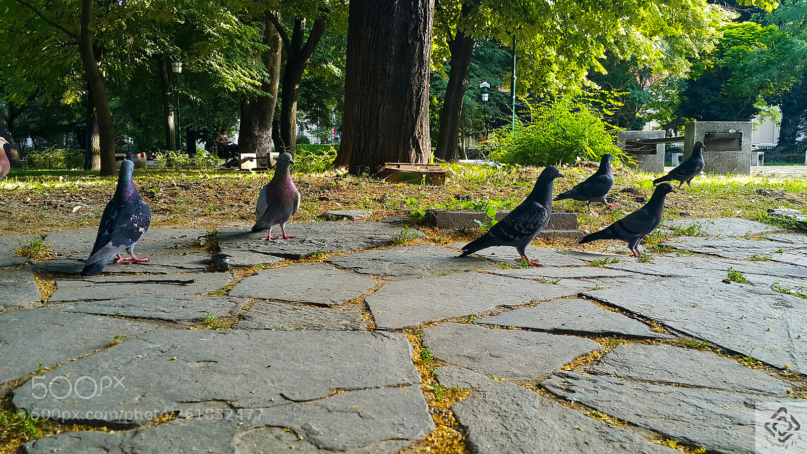 Samsung Galaxy Note4 sample photo. Birds photography