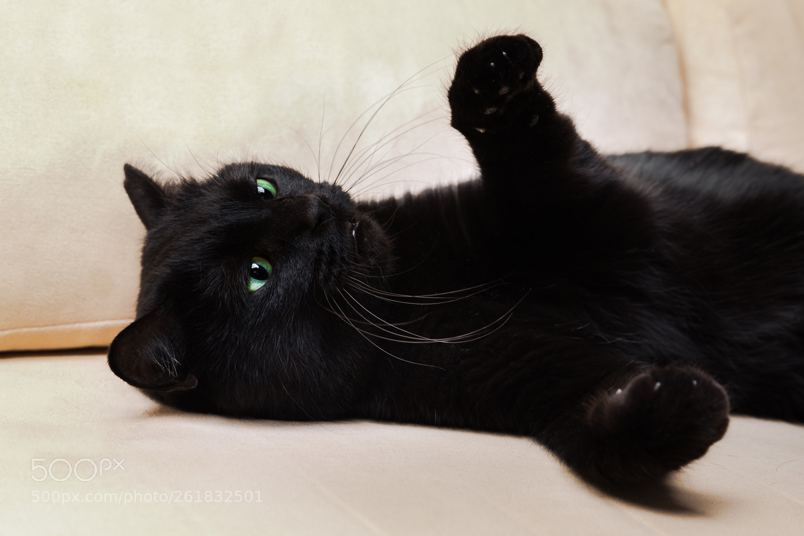 Canon EOS 5D Mark IV sample photo. Black cat attack photography