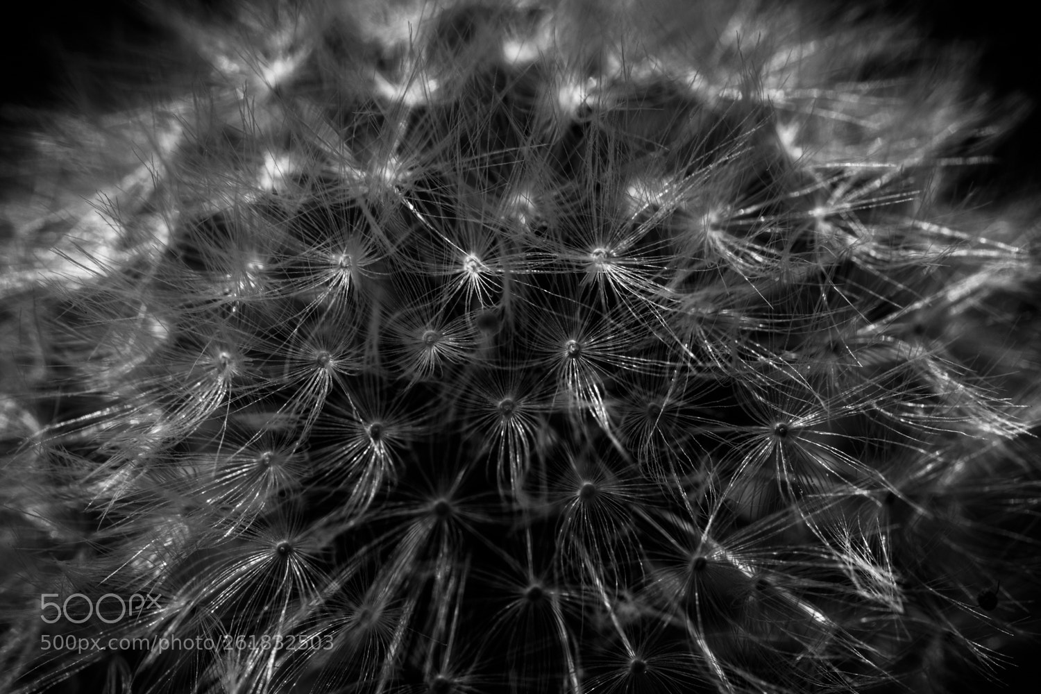 Canon EOS 80D sample photo. Dandelion - pusteblume photography