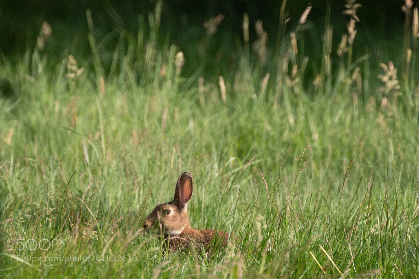 Canon EOS 7D Mark II sample photo. A rabbit. photography
