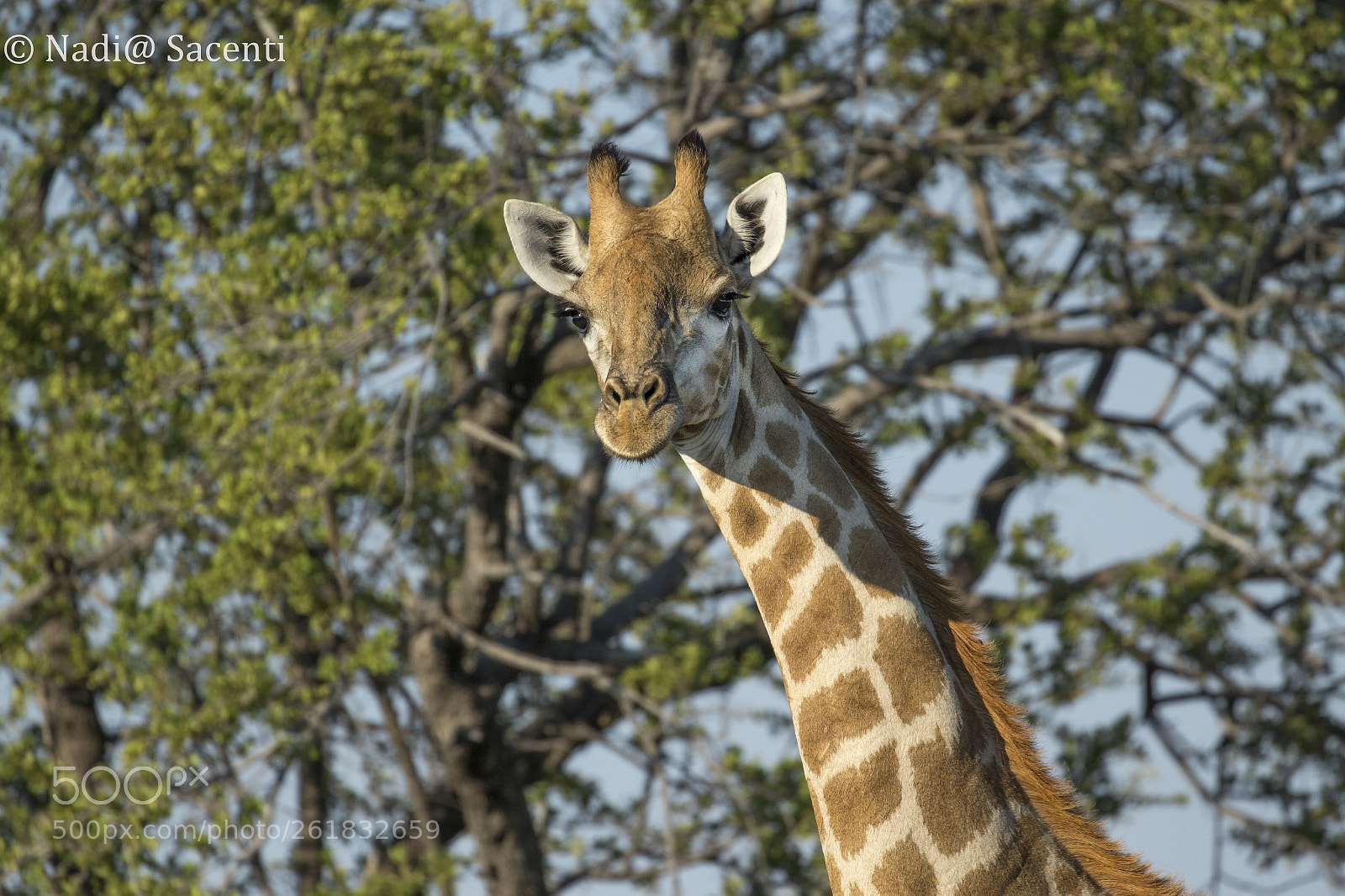 Canon EOS-1D X sample photo. Giraffe photography