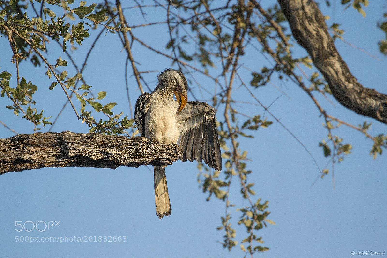 Canon EOS-1D X sample photo. Bucero - africa photography
