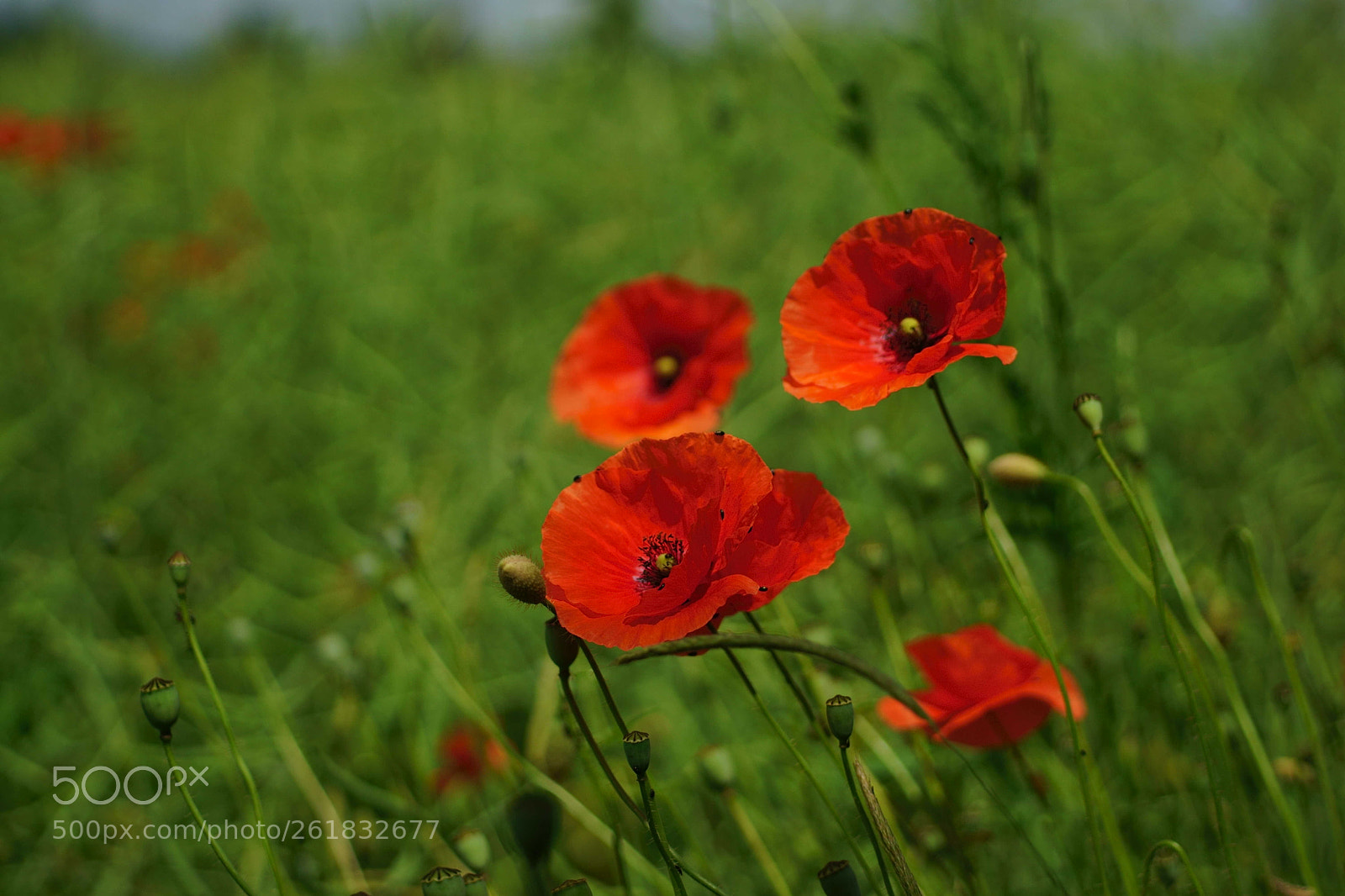 Sony a6000 sample photo. Lächeln ! photography