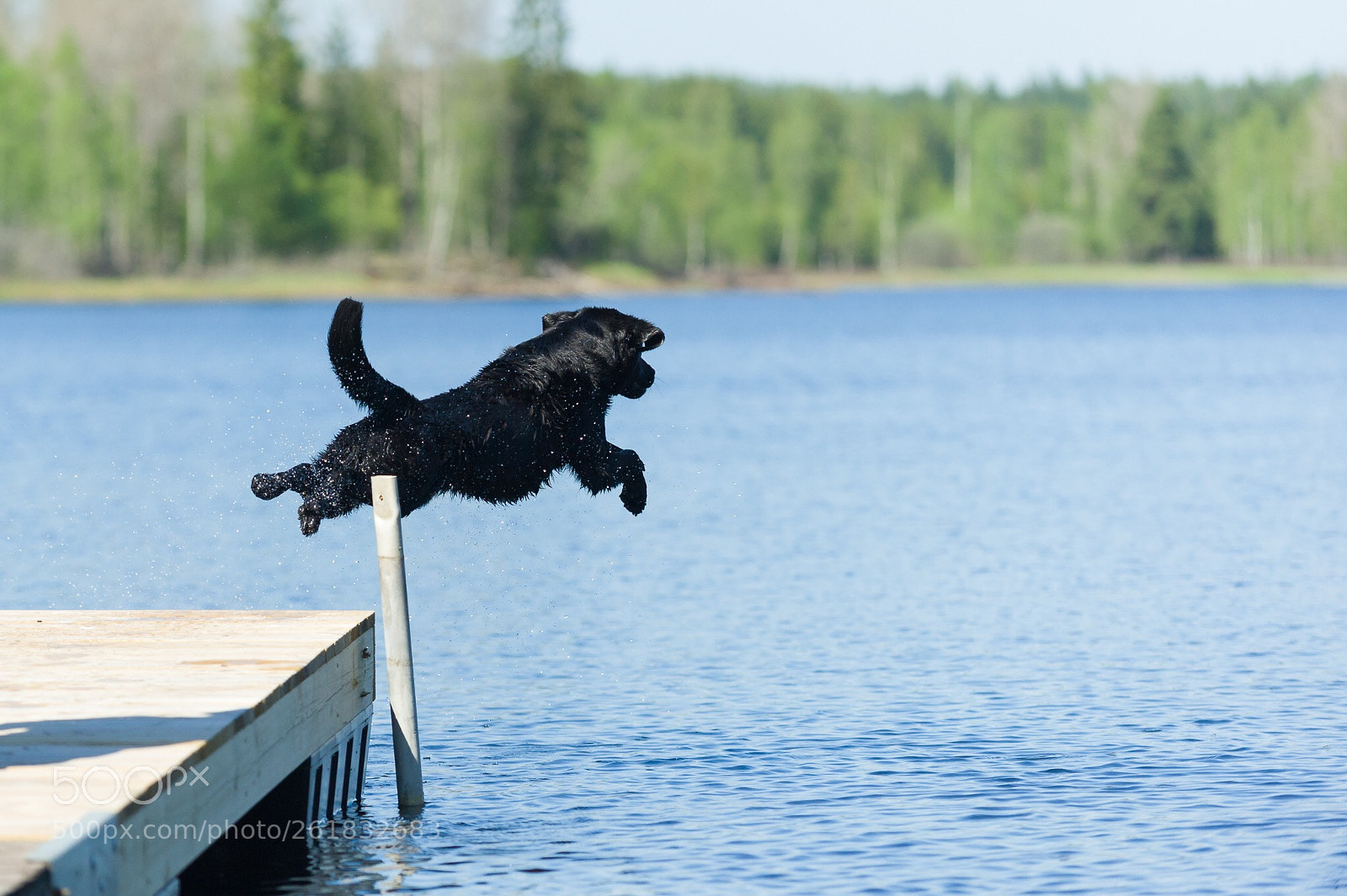 Nikon D3 sample photo. The dive photography