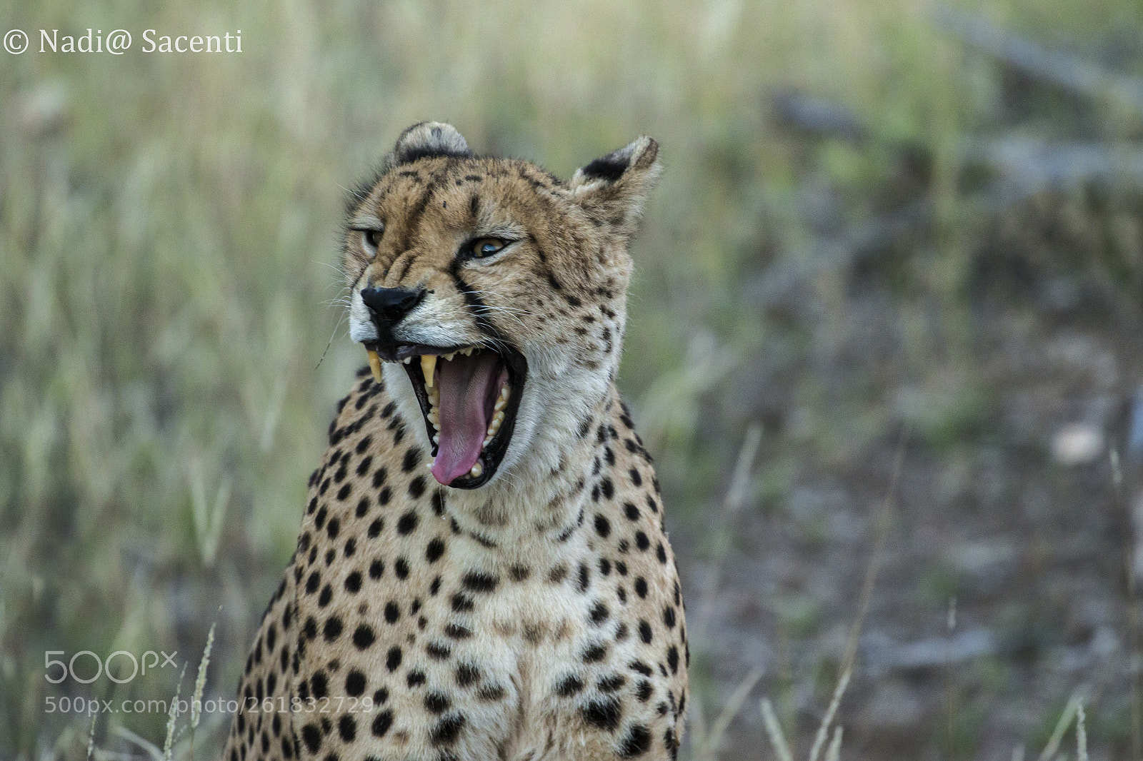 Canon EOS-1D X sample photo. Cheetah photography