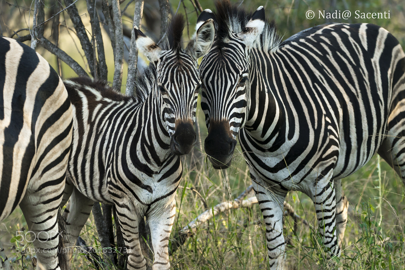 Canon EOS-1D X sample photo. Baby zebra photography