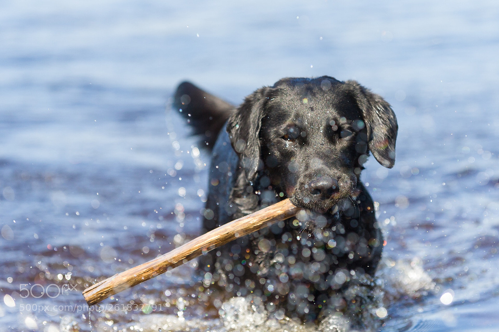 Nikon D3 sample photo. Life is sticks photography