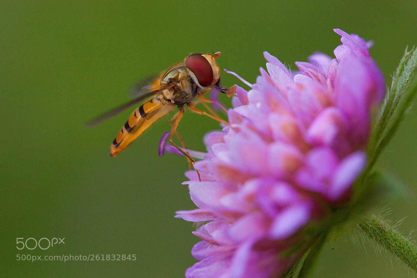 Canon EOS 5D Mark II sample photo. Episyrphus photography