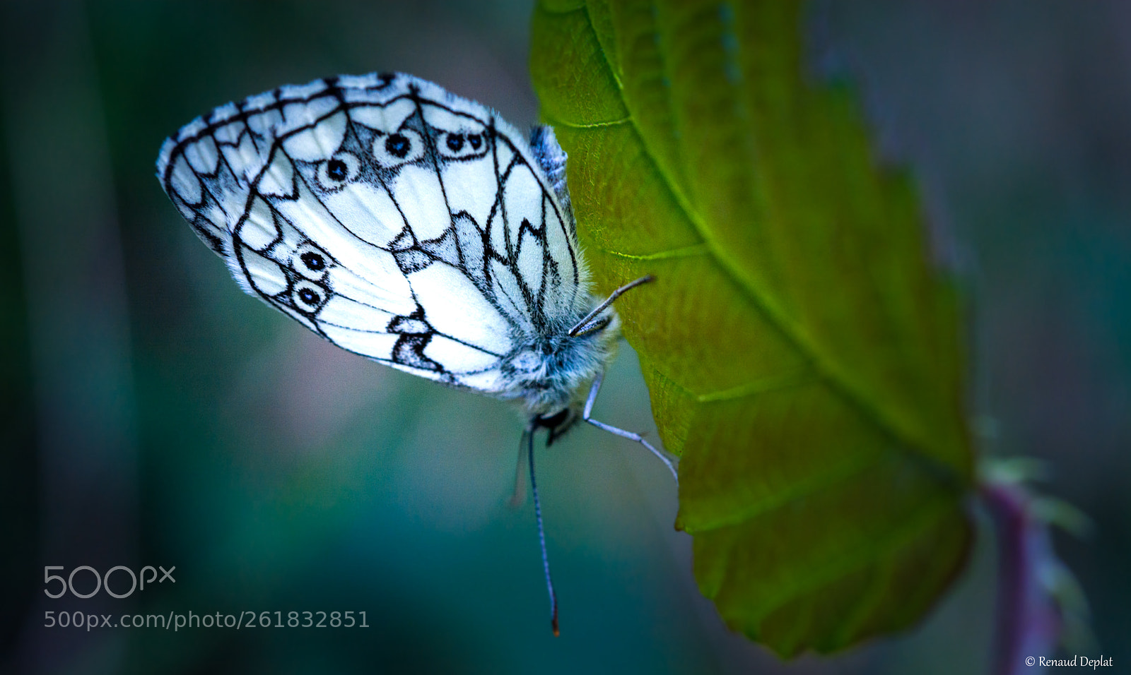 Nikon D7100 sample photo. Demi-deuil... photography