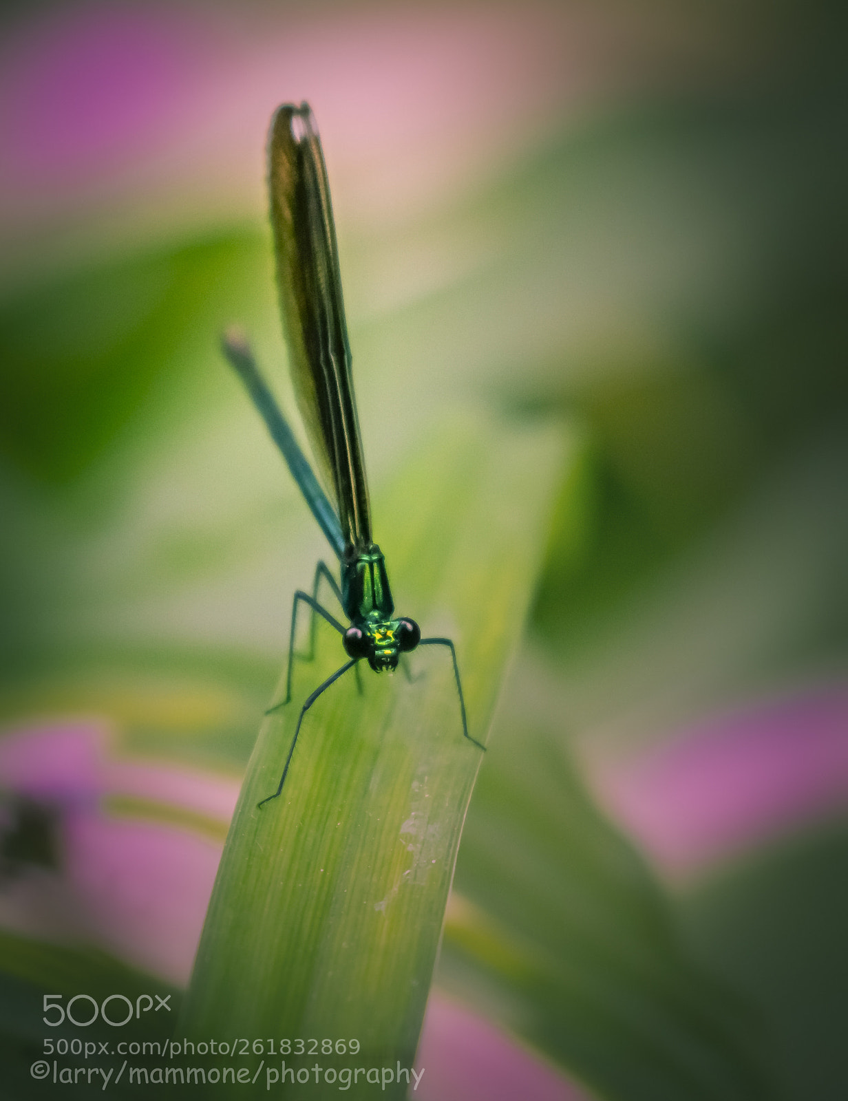 Canon EOS 70D sample photo. Ebony jewelwing photography