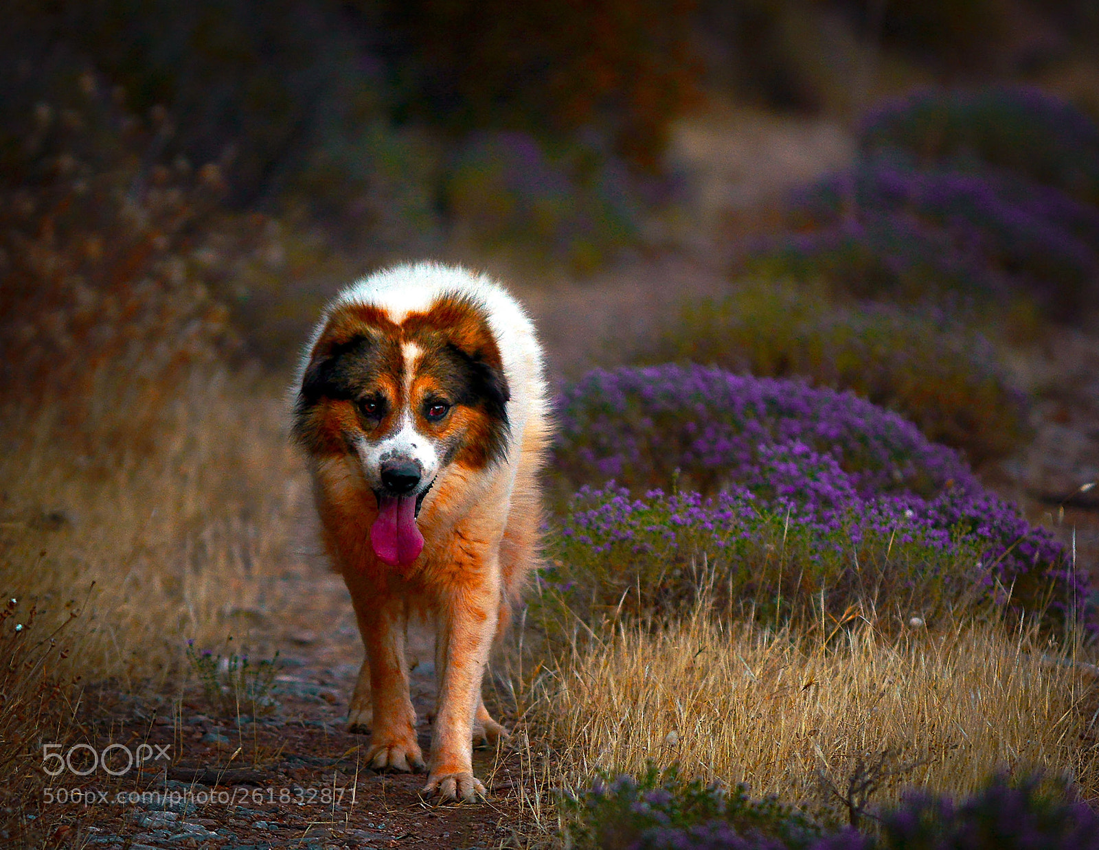 Nikon D7100 sample photo. Walking in the woods photography