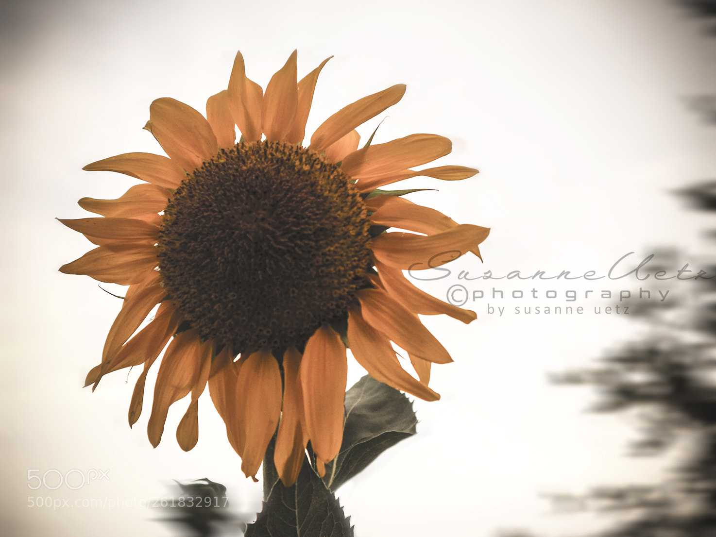 Canon EOS M10 sample photo. Sunflower photography