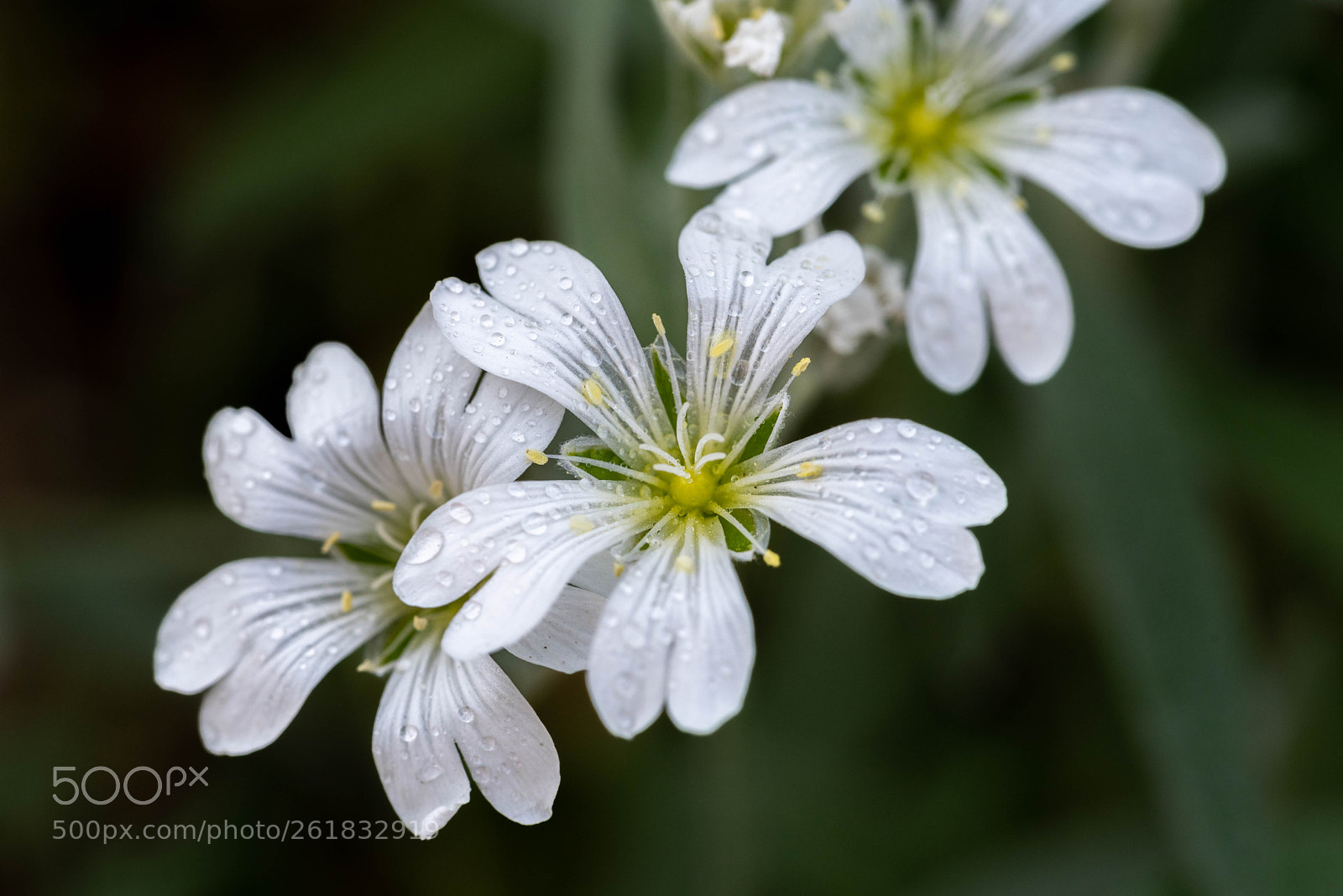 Nikon D750 sample photo. Water drops on flower. photography