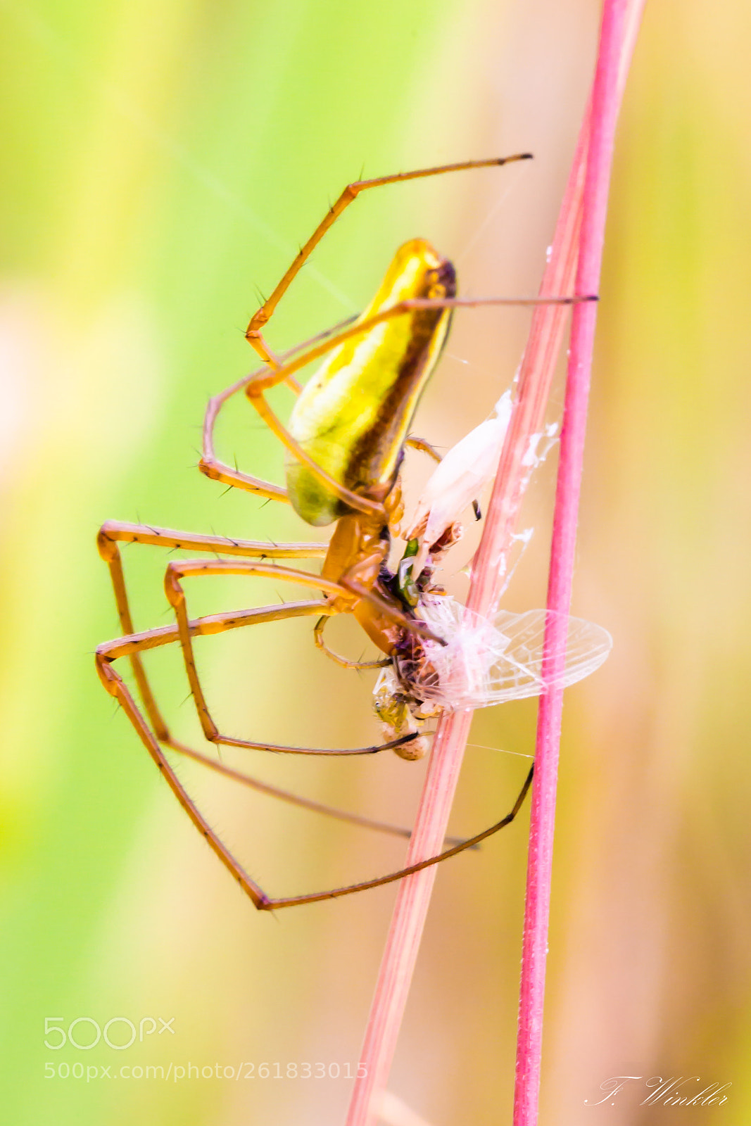 Canon EOS 6D sample photo. Spider with prey photography