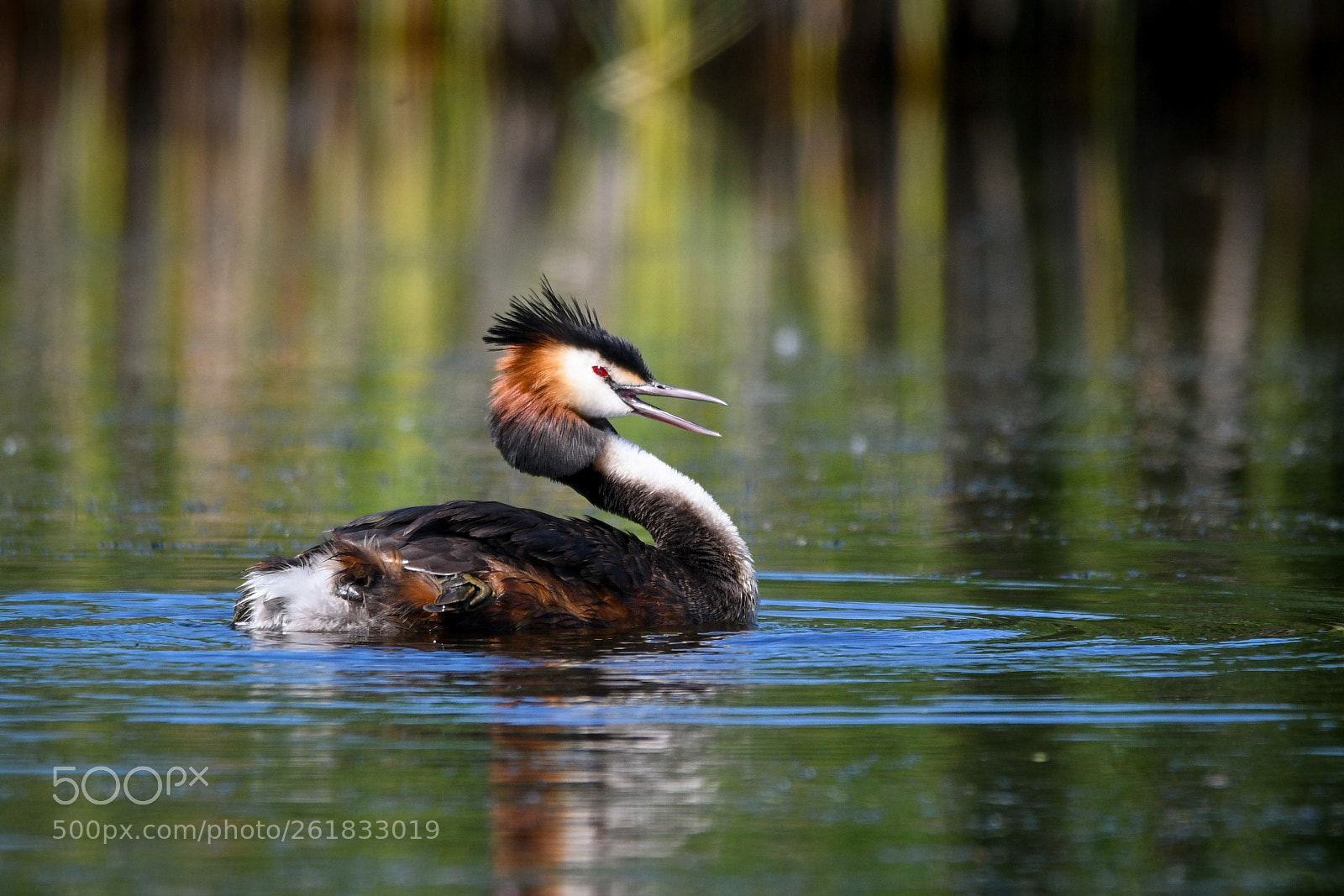 Nikon D7500 sample photo. Great crested grebe photography