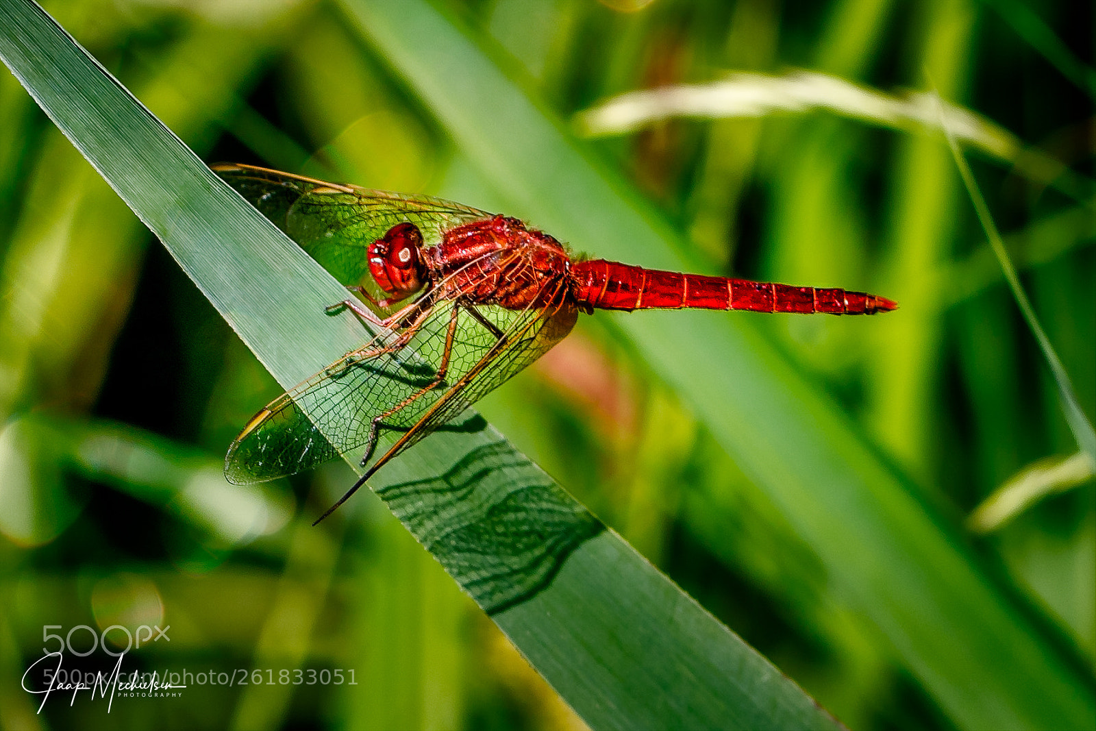 Canon EOS 7D Mark II sample photo. Vuurlibel/scarlet dragonfly photography