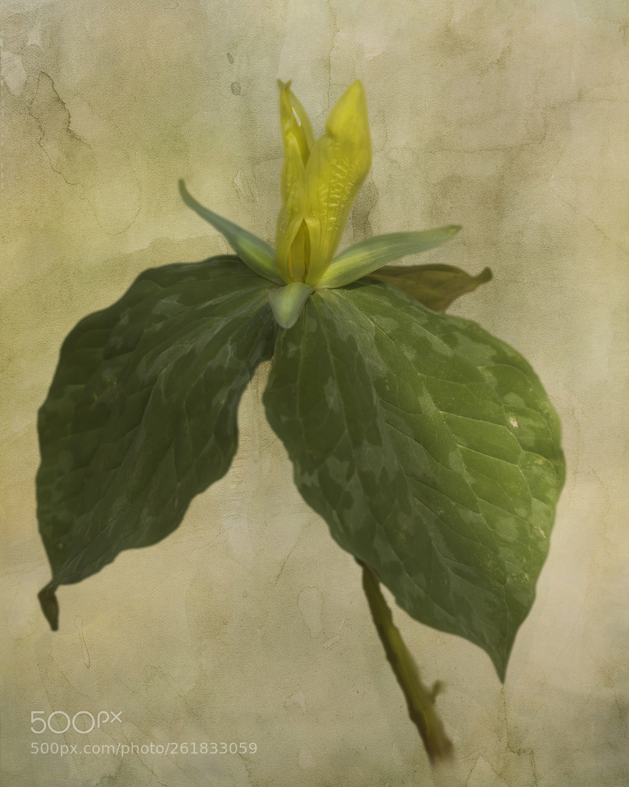 Nikon D7100 sample photo. Yellow trillium photography