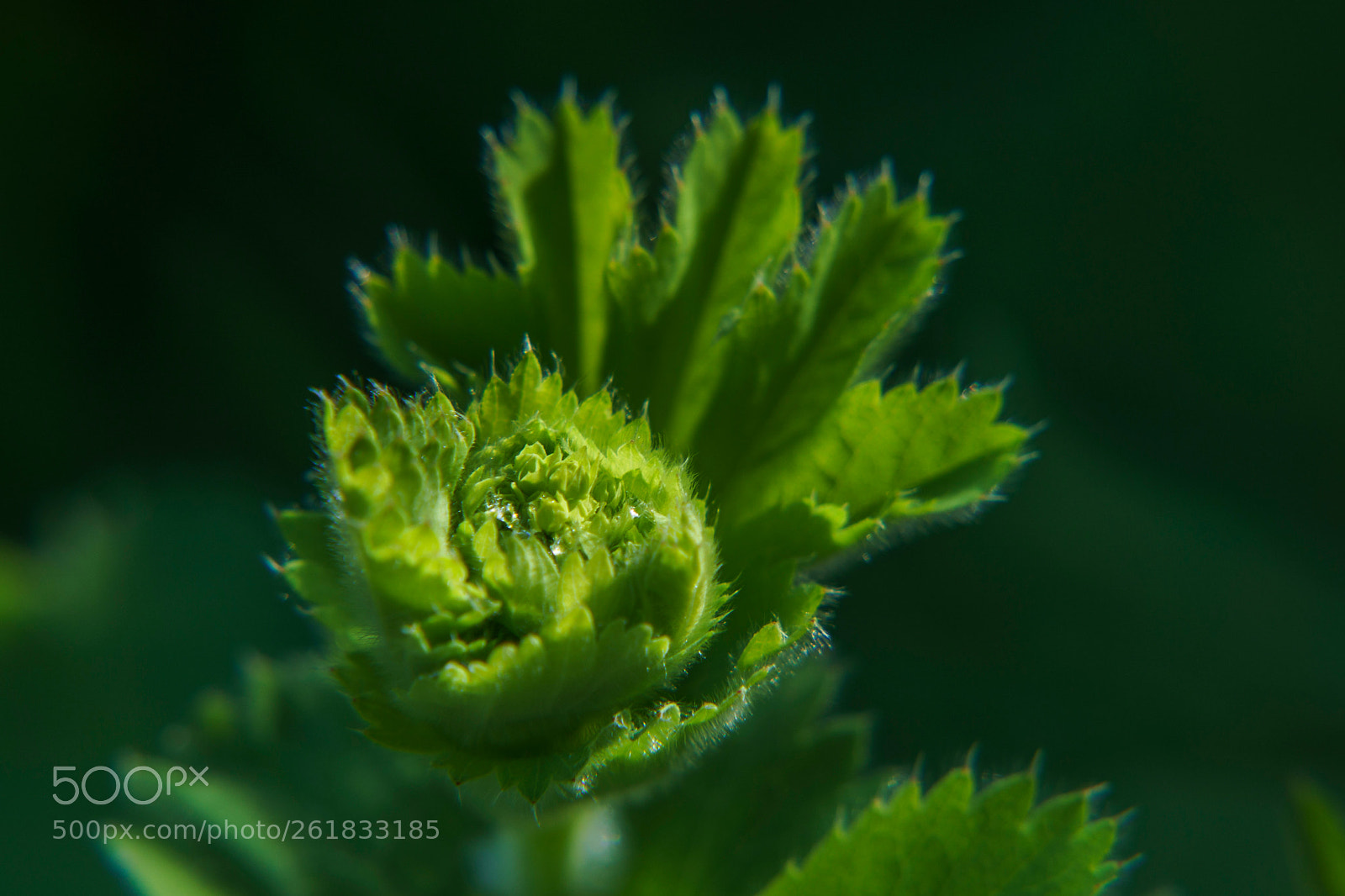 Sony a6000 sample photo. Dsc photography