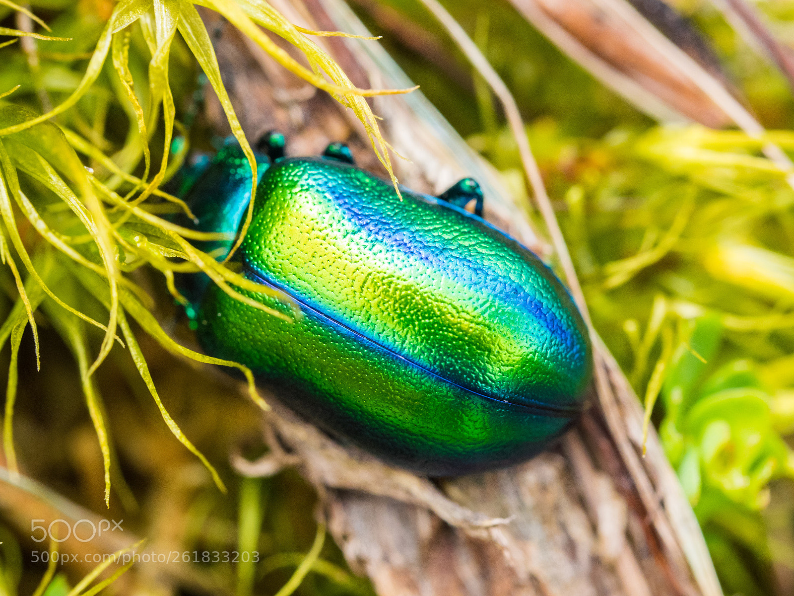 Olympus OM-D E-M1 sample photo. Metallic beetle photography