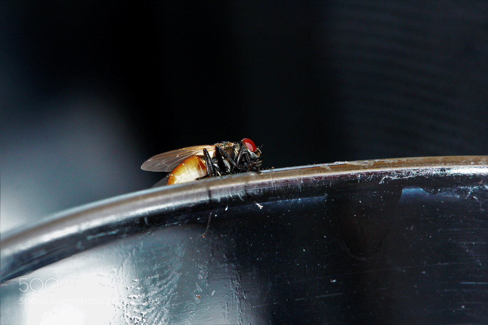 Canon EOS 60D sample photo. Fly on the glass photography