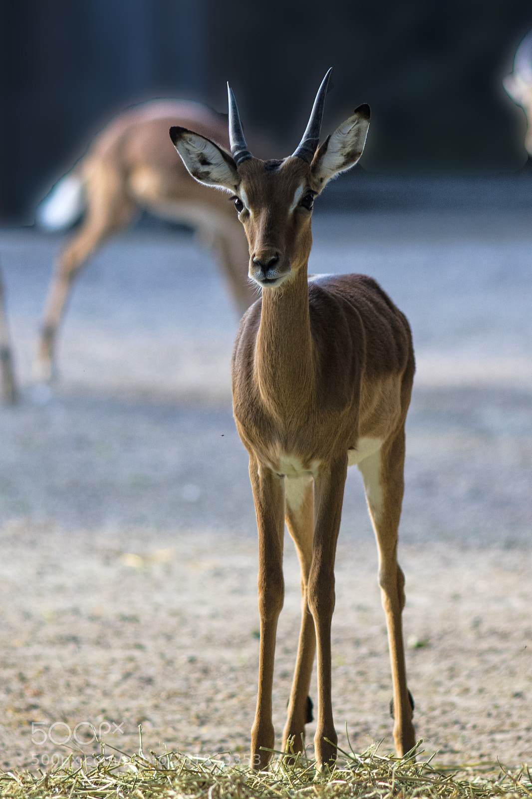 Canon EOS 5DS R sample photo. Impala photography