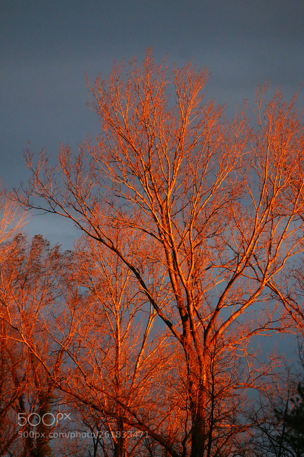 Canon EOS 70D sample photo. Fire tree photography