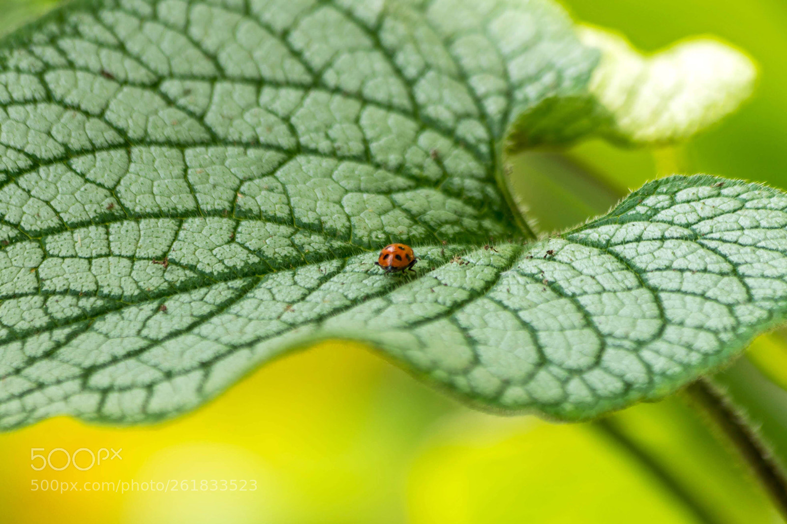 Sony a7 sample photo. Little ladybug  photography