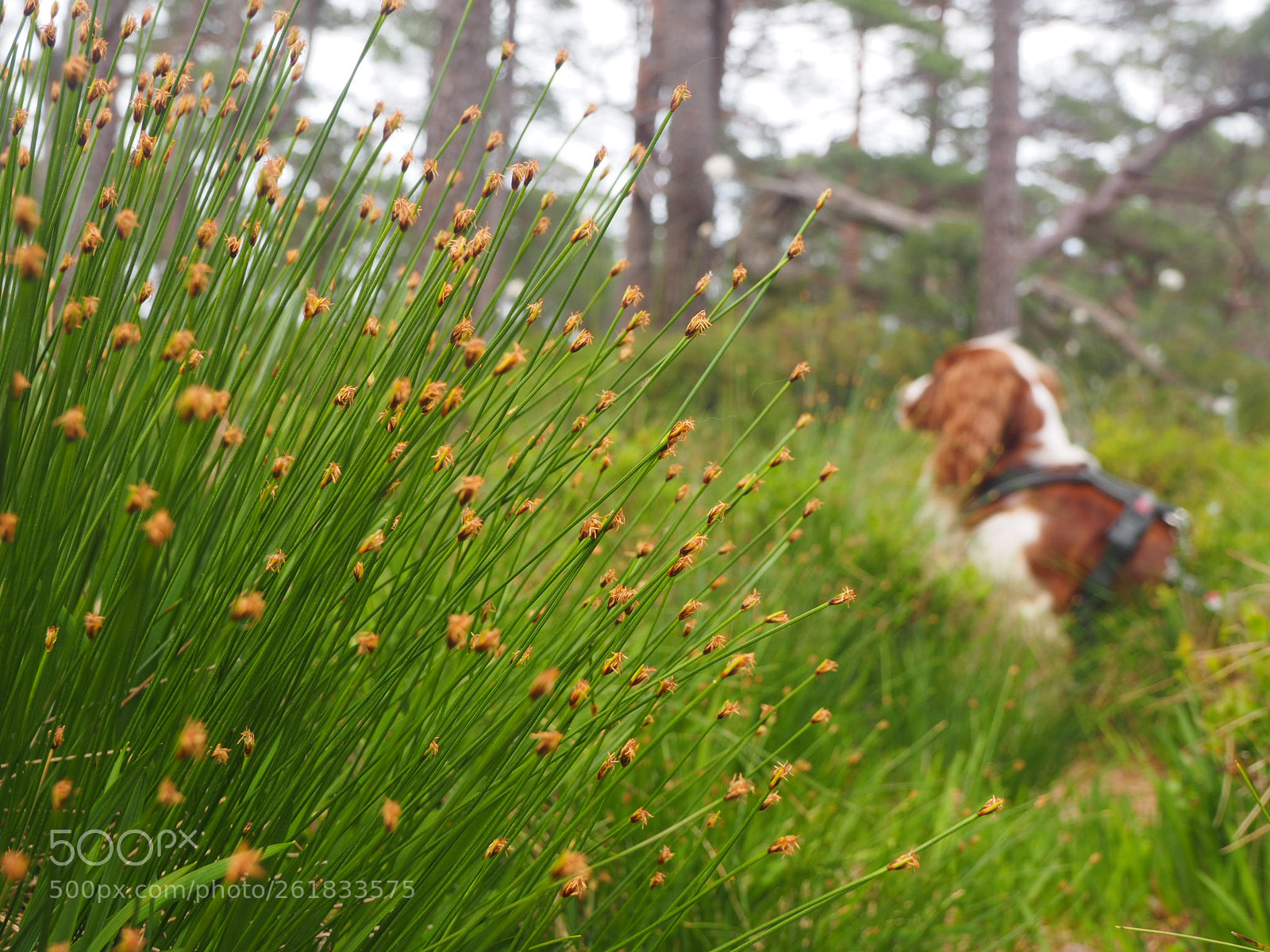 Olympus OM-D E-M1 sample photo. In the pine wood photography