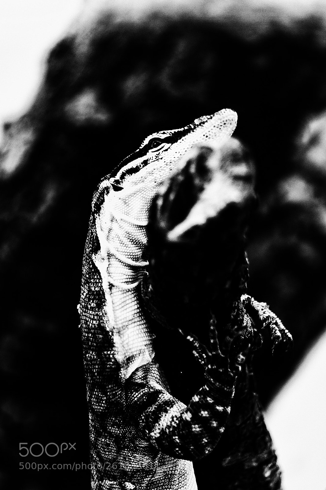 Fujifilm X-E3 sample photo. Varan_mcro photography