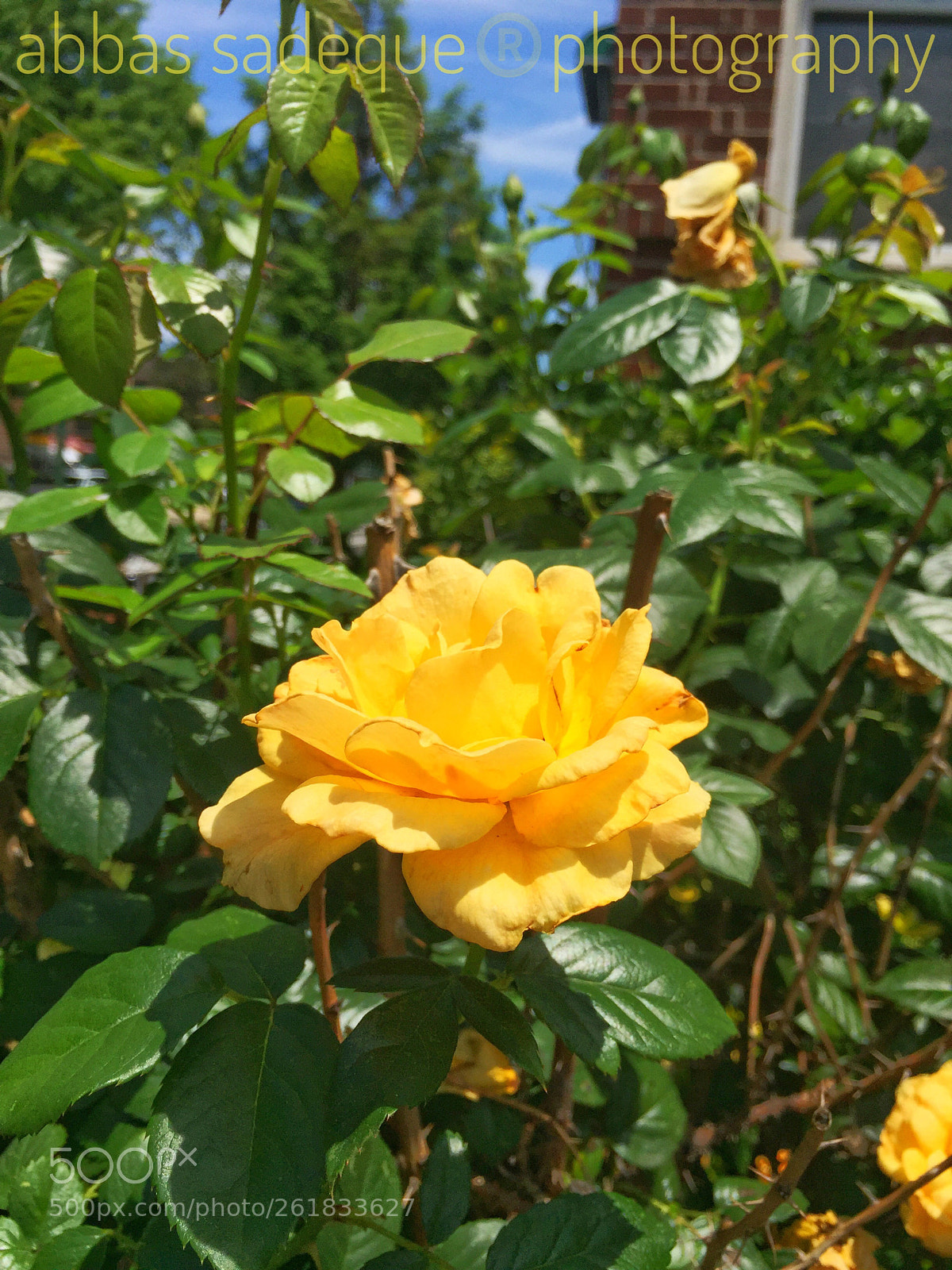 Apple iPhone 6 sample photo. Untitled photography