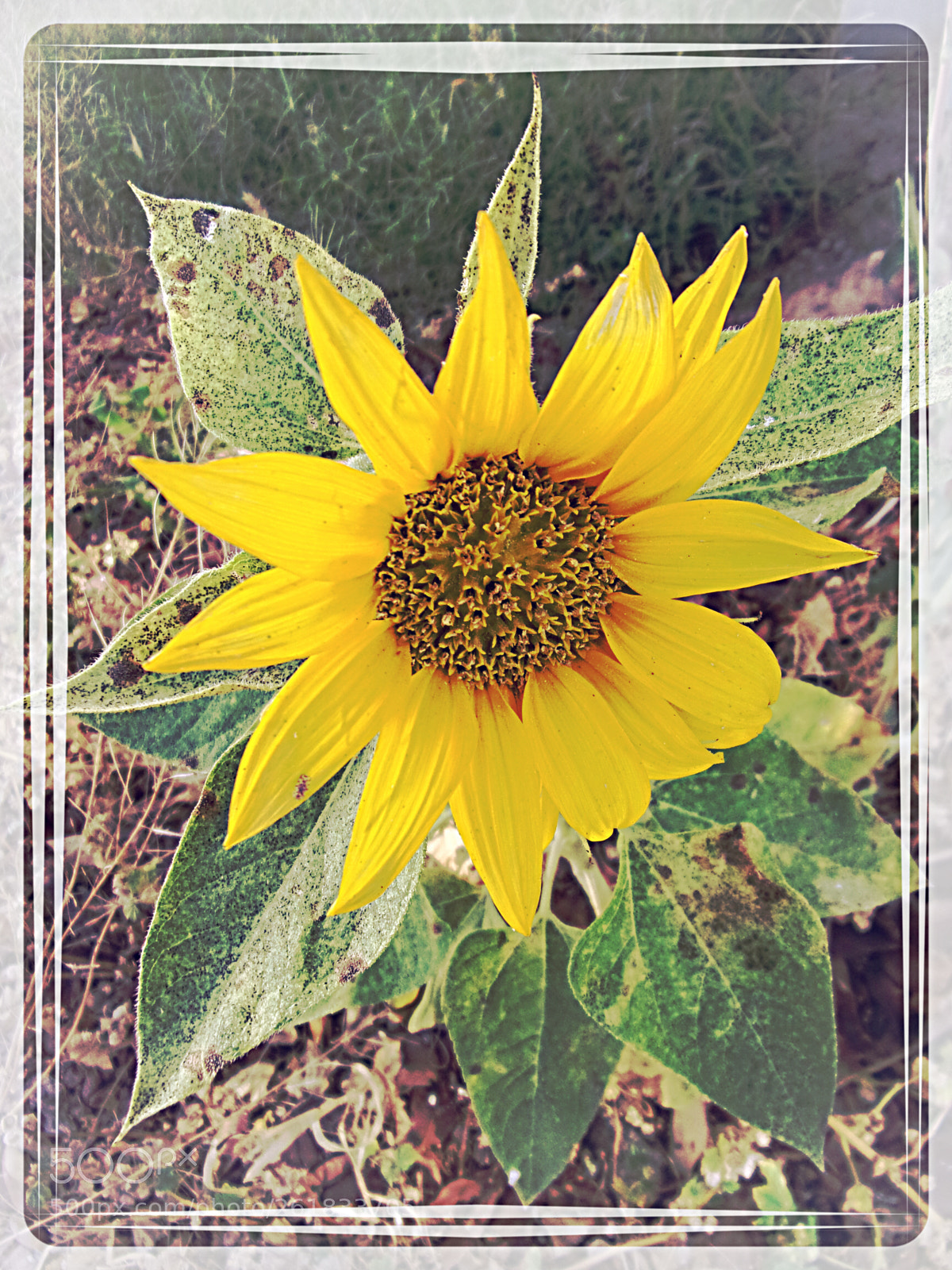 JK KODAK PIXPRO FZ152 sample photo. Sunflower 2 photography