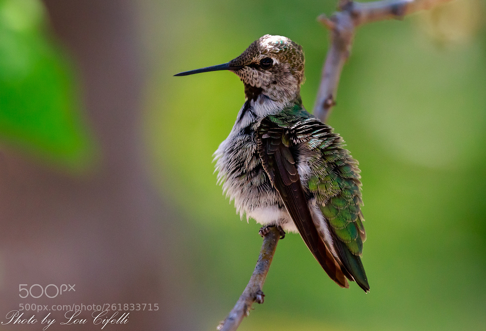 Canon EOS 7D Mark II sample photo. Hummingbird5479 photography