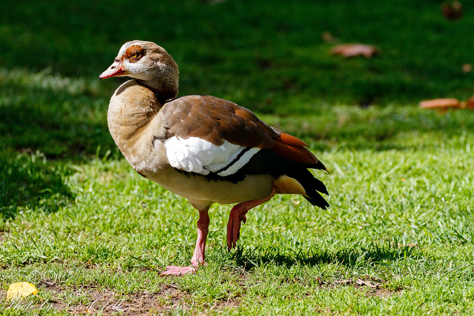 Canon EOS 7D Mark II sample photo. Goose9988 photography