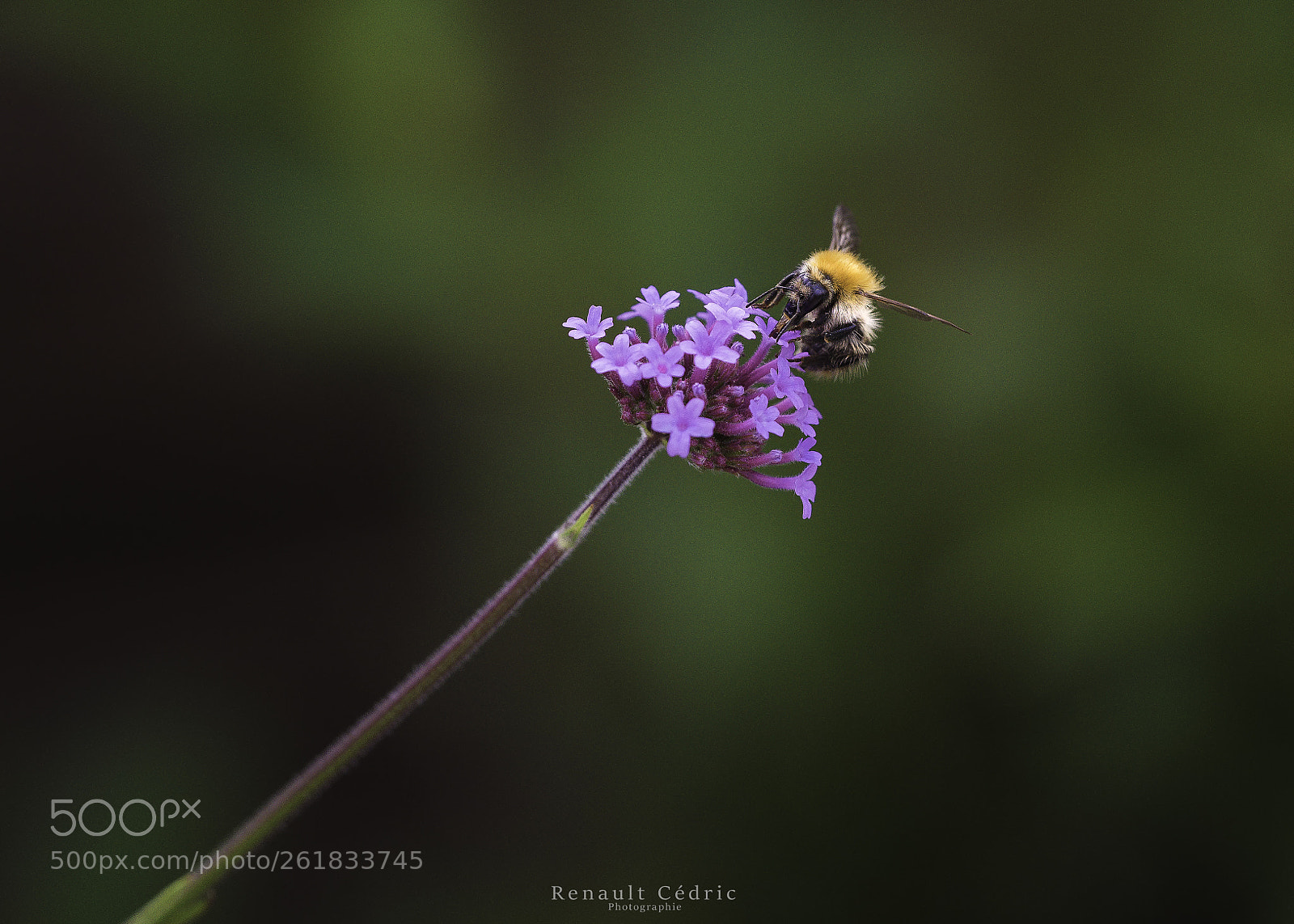 Nikon D750 sample photo. Butinage photography