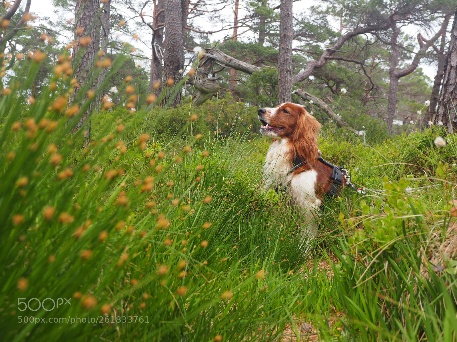 Olympus OM-D E-M1 sample photo. Dog and grasses photography
