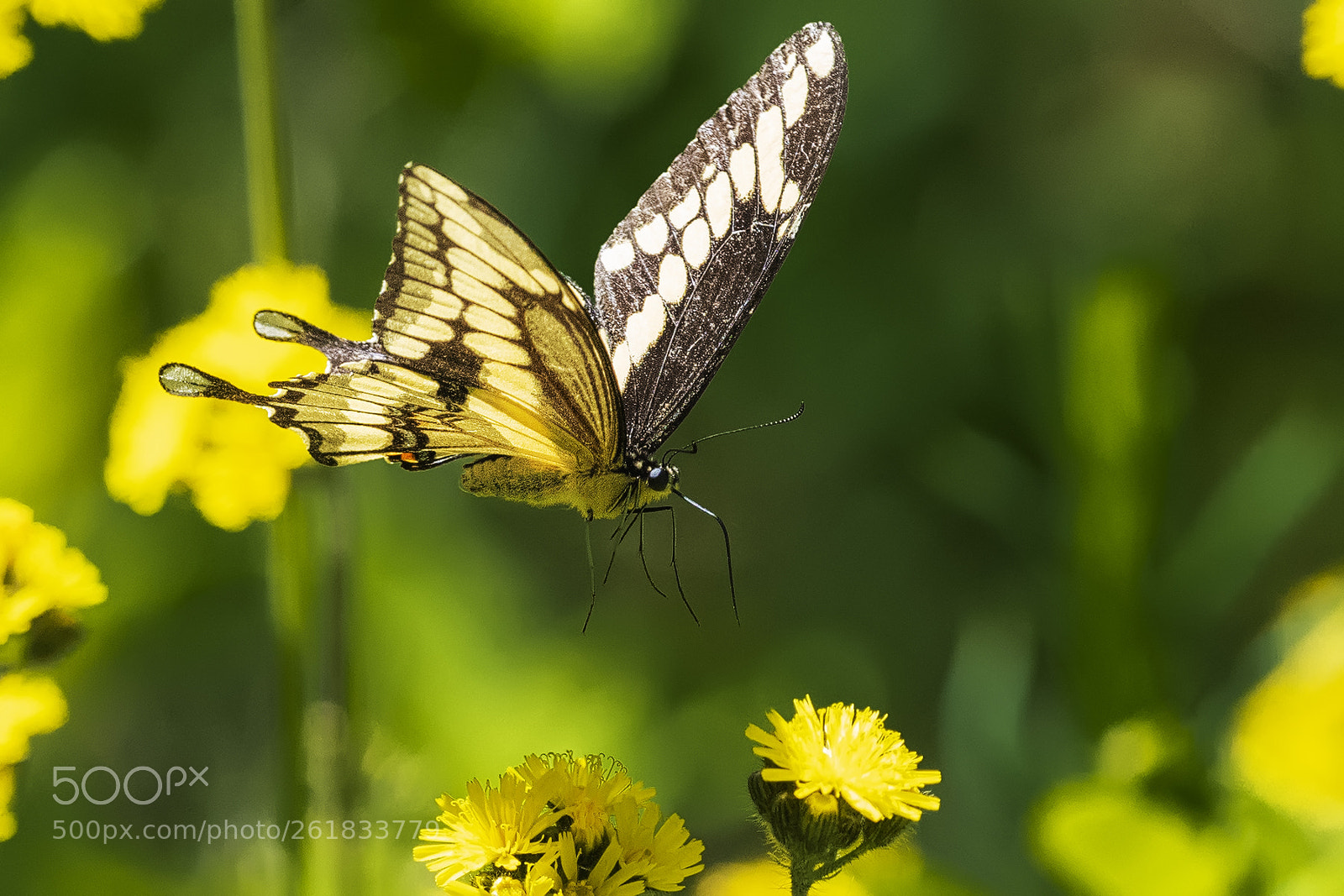 Nikon D850 sample photo. Swallowtail photography