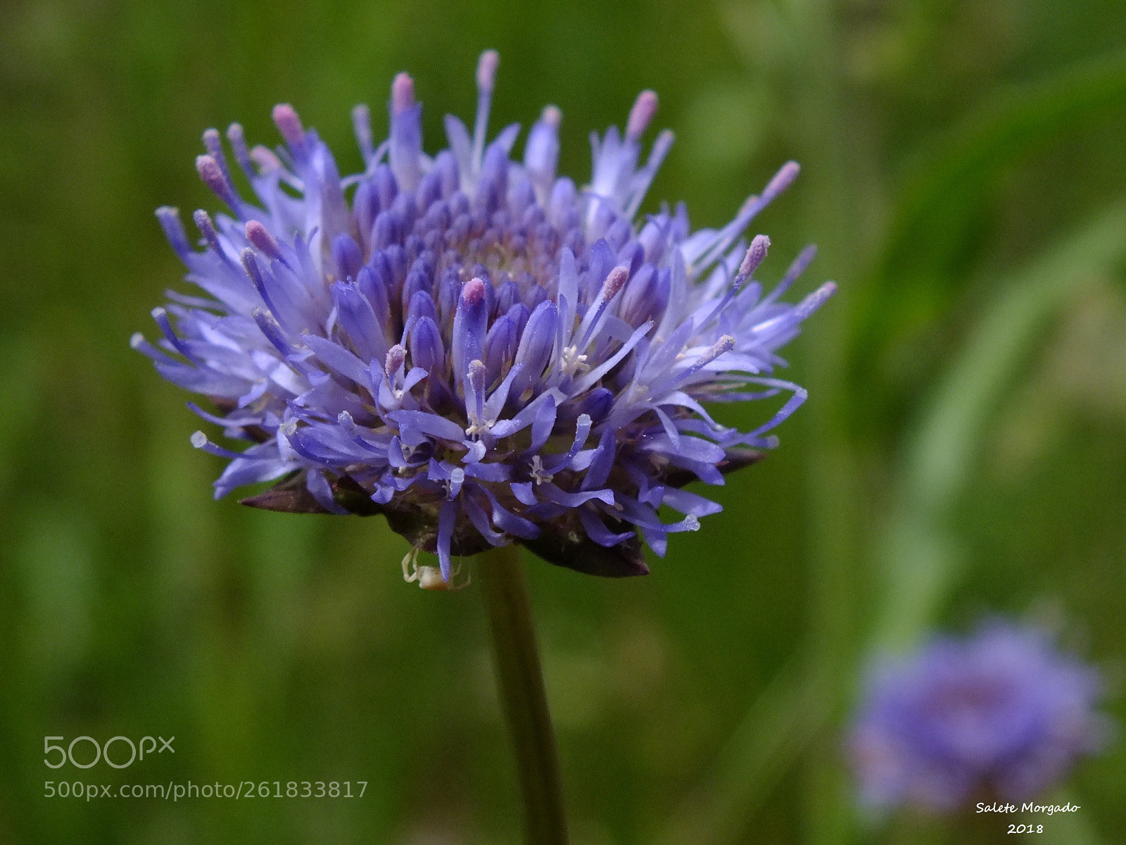 Fujifilm FinePix HS30EXR sample photo. Jasione montana photography