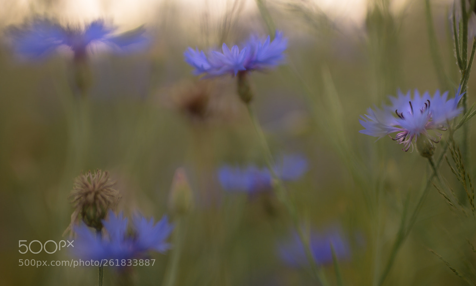 Canon EOS 6D sample photo. Flowers photography