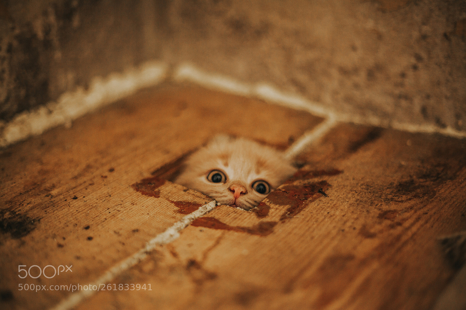 Canon EOS 5D Mark II sample photo. Playtime! photography